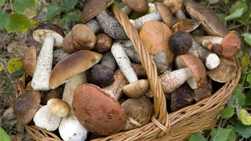 Controllo della commestibilità dei funghi