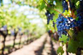 Misure fitosanitarie per il contrasto alla flavescenza dorata